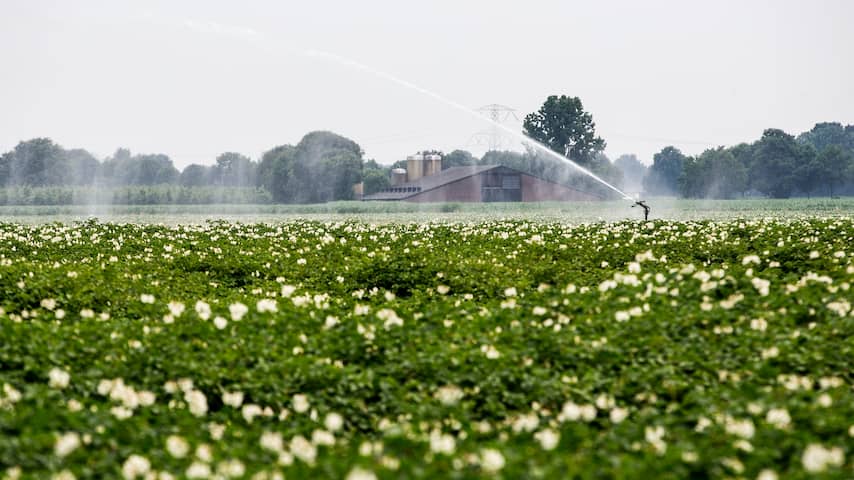Sproeiverbod voor boeren op de Veluwe door aanhoudende droogte