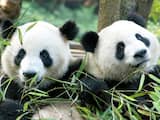 Hoofdrol voor pandababy in Het echte leven in de dierentuin
