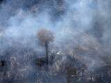 Veel bosbranden in 2019, hoogste uitstoot van broeikasgassen sinds 1998