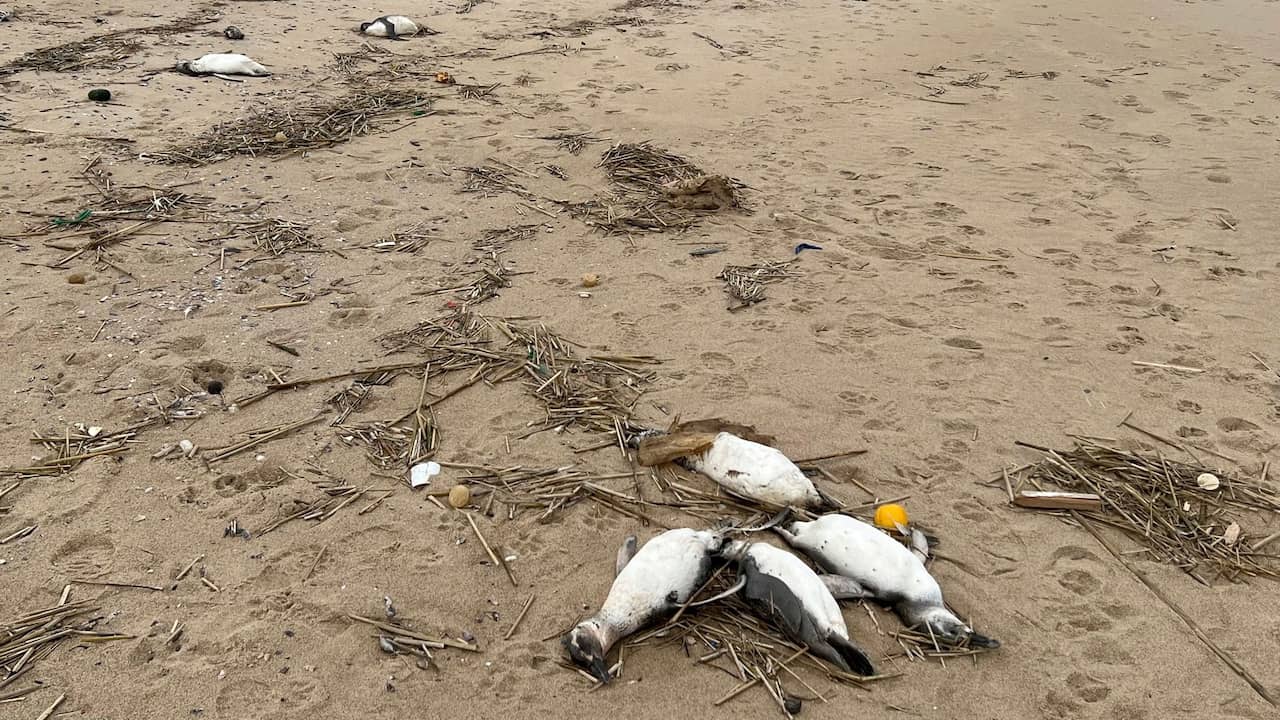 Quasi 2.000 pinguini sono stati massacrati in Uruguay: “numeri senza precedenti” |  gli animali
