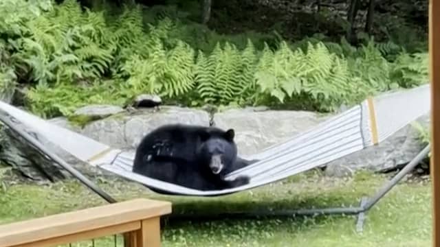 Amerikaan filmt chillende beer in zijn hangmat in de tuin