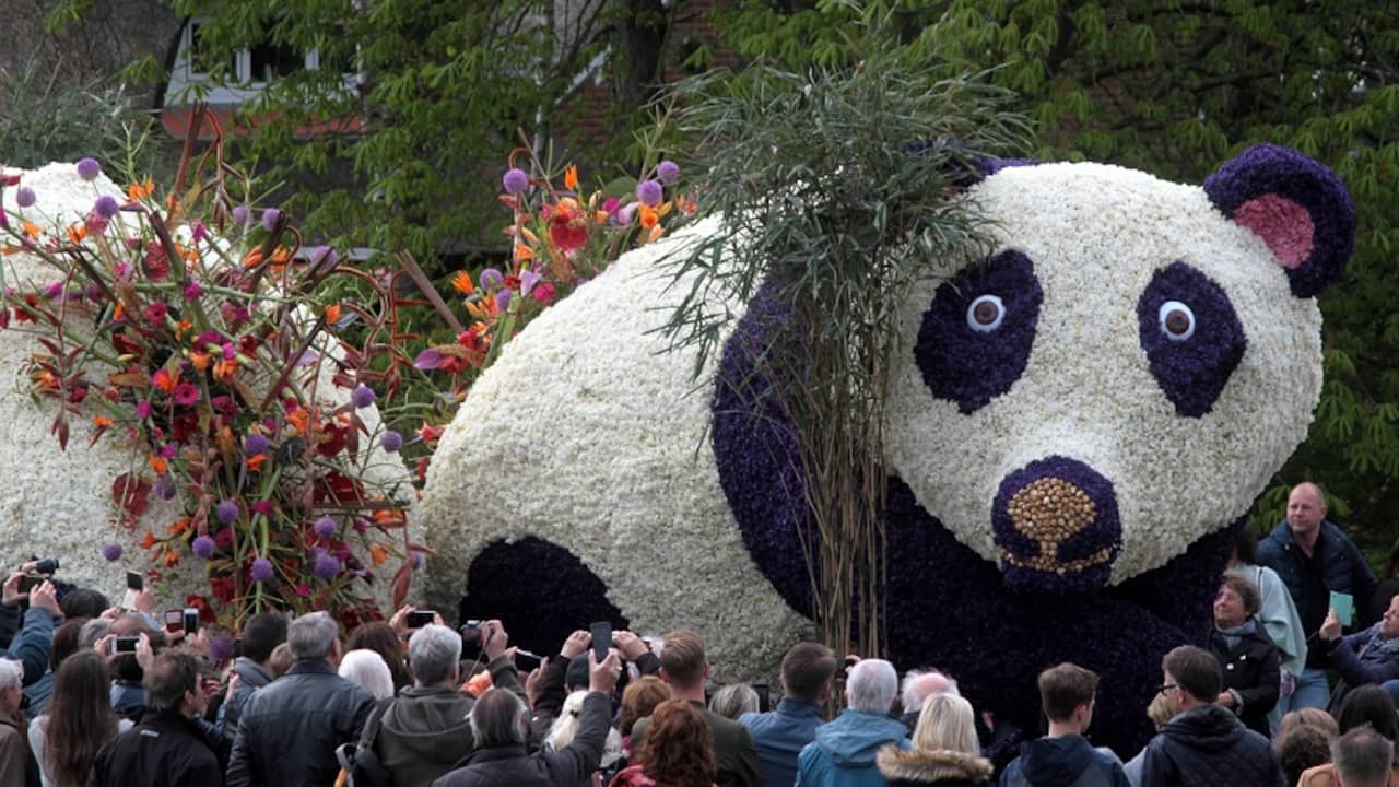 Цветочный фестиваль Bloemencorso в Нидерландах