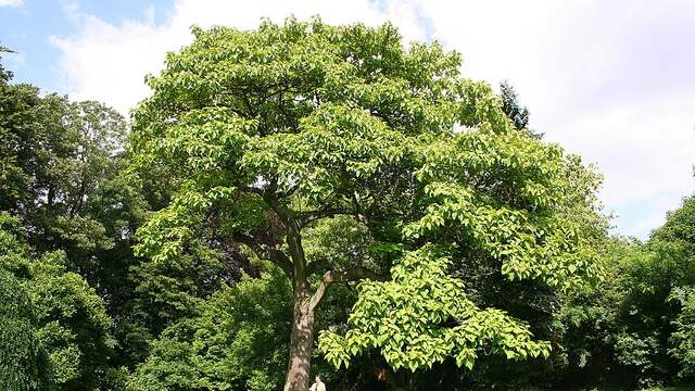 De empress- of annapaulownaboom heeft grote bladeren en groeit snel.