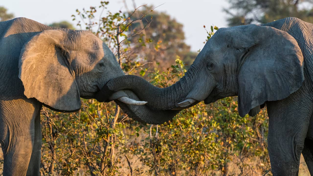 The Increasing Population of African Savannah Elephants in KAZA: A Good Sign for Conservation Efforts