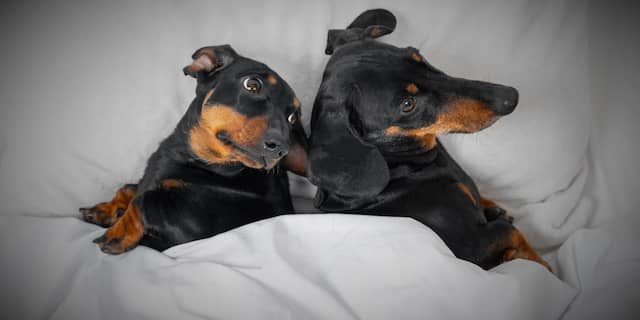 Twee honden in bed