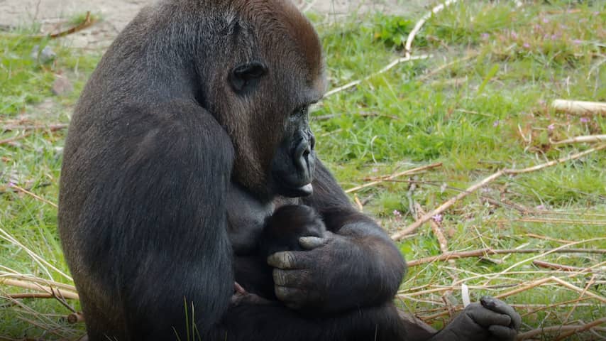 Voor het eerst een gorilla geboren in Beekse Bergen