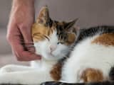 Partijen gemeenteraad Terneuzen pleiten voor verbeteren dierenwelzijn