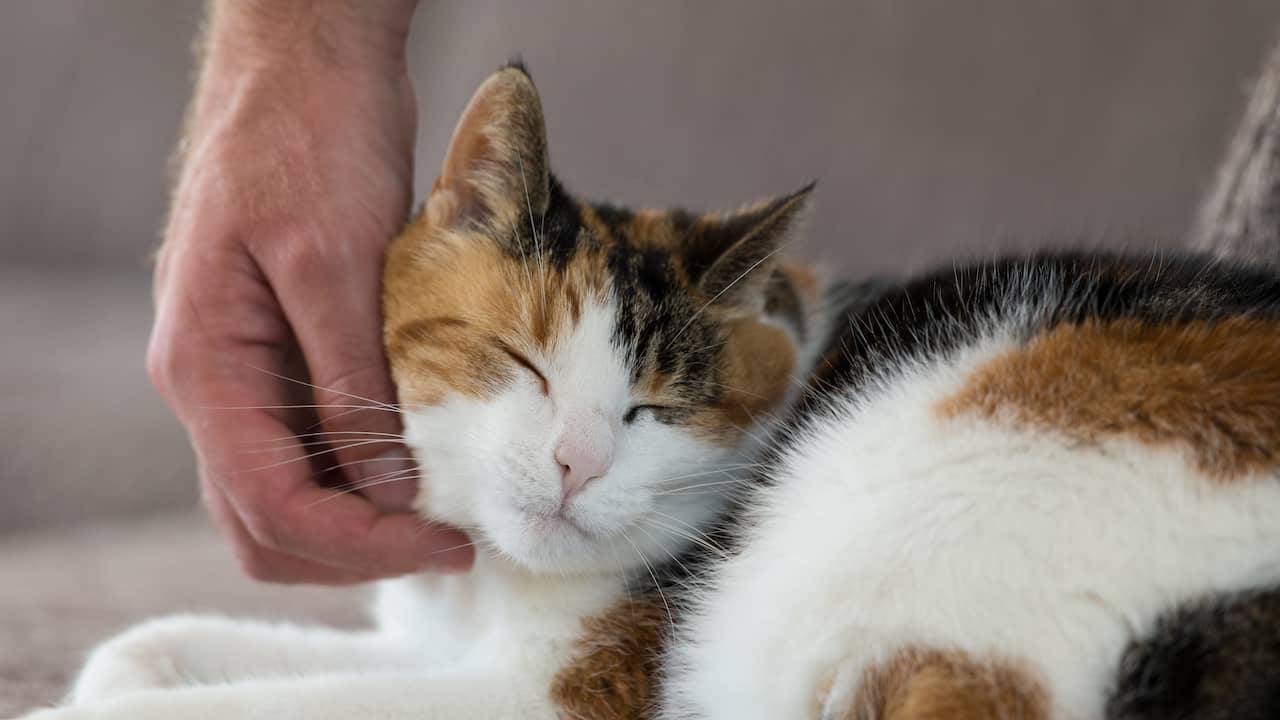 tweede kat 'Poes' uit Poezen Hotel Twente weer veilig | Enschede | NU.nl