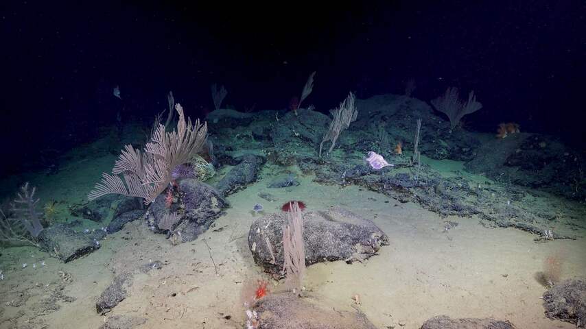 'Koraaltuintjes' ontdekt op 4 kilometer diepte in zee West-Australië