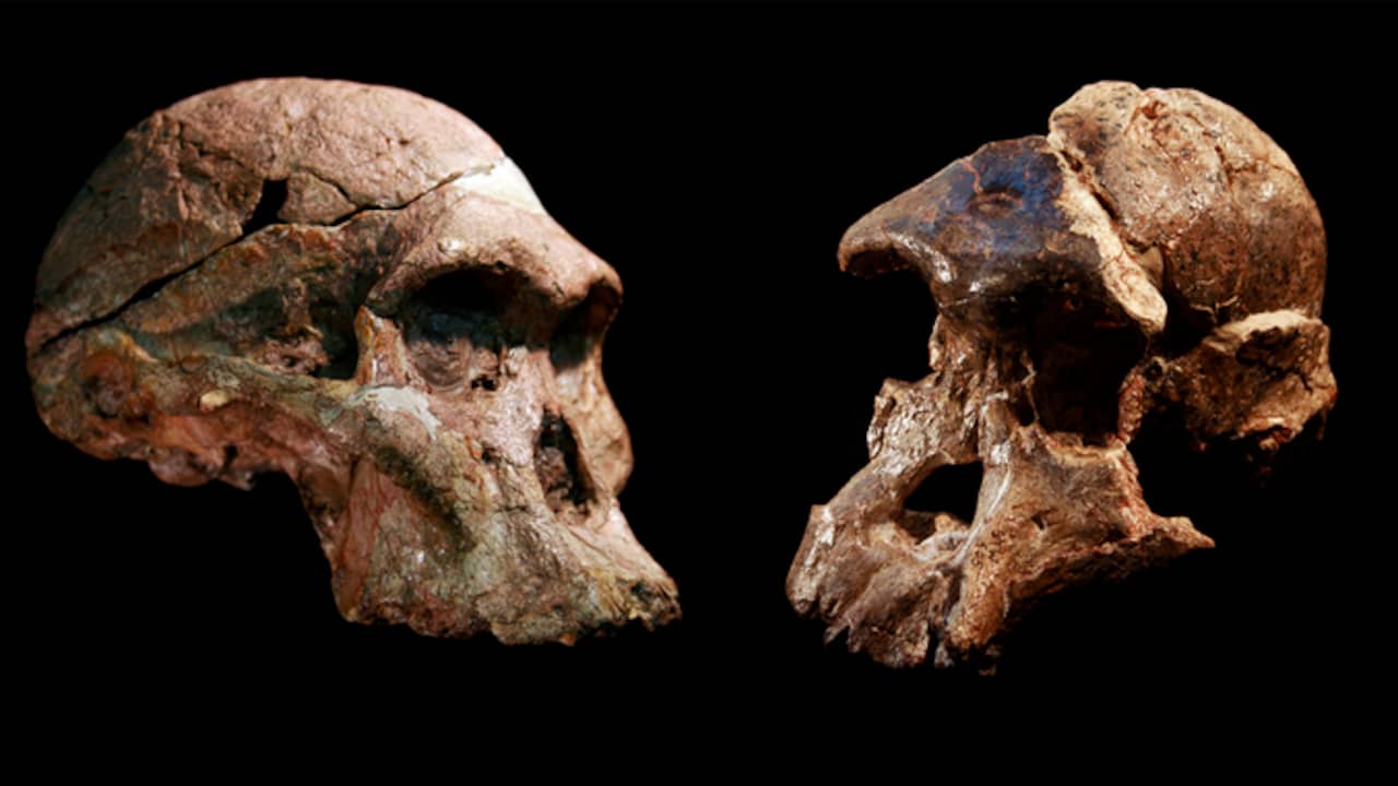 Les fossiles de nos premiers ancêtres des millions d’années plus vieux que prévu |  La science