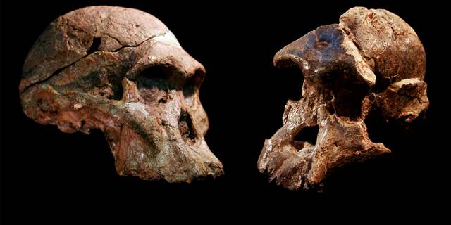 Fossielen gevonden in Sterkfontein miljoen jaar ouder dan gedacht