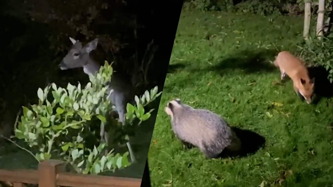 Beeld uit video: Hert, das en vos struinen tegelijk door Engelse tuin