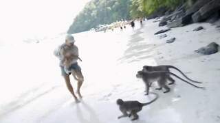 Groep apen valt gezin aan op Thais strand