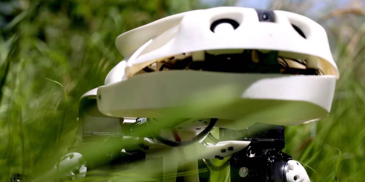 Zwitserse wetenschappers ontwikkelen 'robotsalamander'
