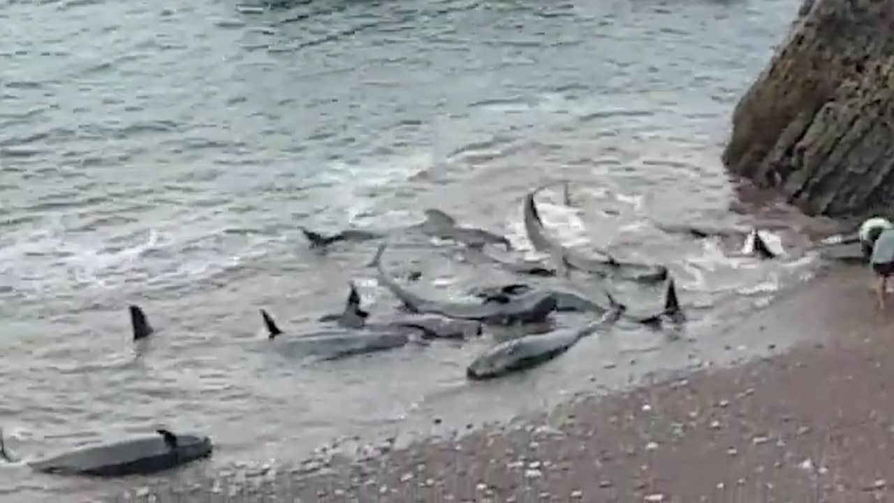 Beeld uit video: Grienden gestrand bij Spaanse kust, negen dieren overleden