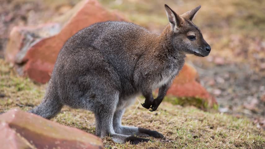Dierenclubs bezorgd over groot aantal ontsnapte wallaby's in Nederland