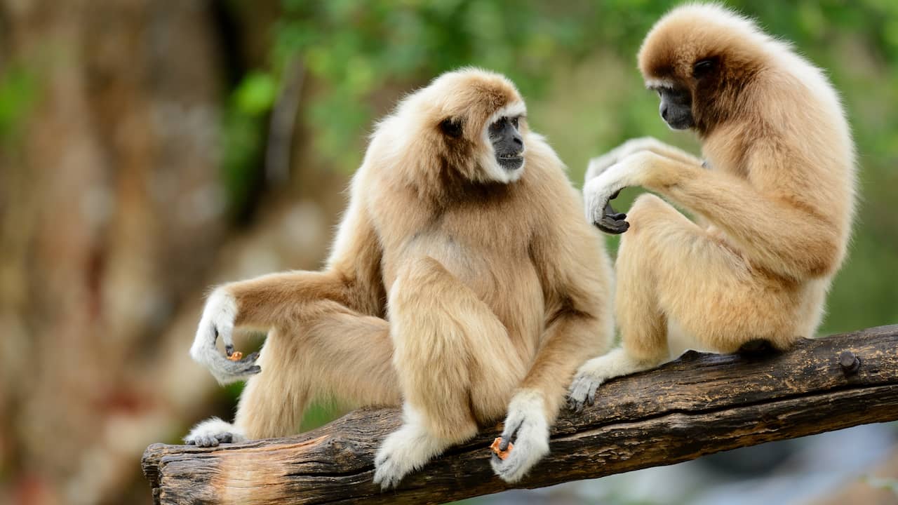 Gibbons use more rhythm when singing with a conspecific |  Science