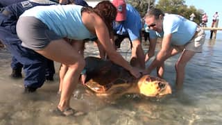 Verstrikt geraakte zeeschildpad wordt weer uitgezet in VS