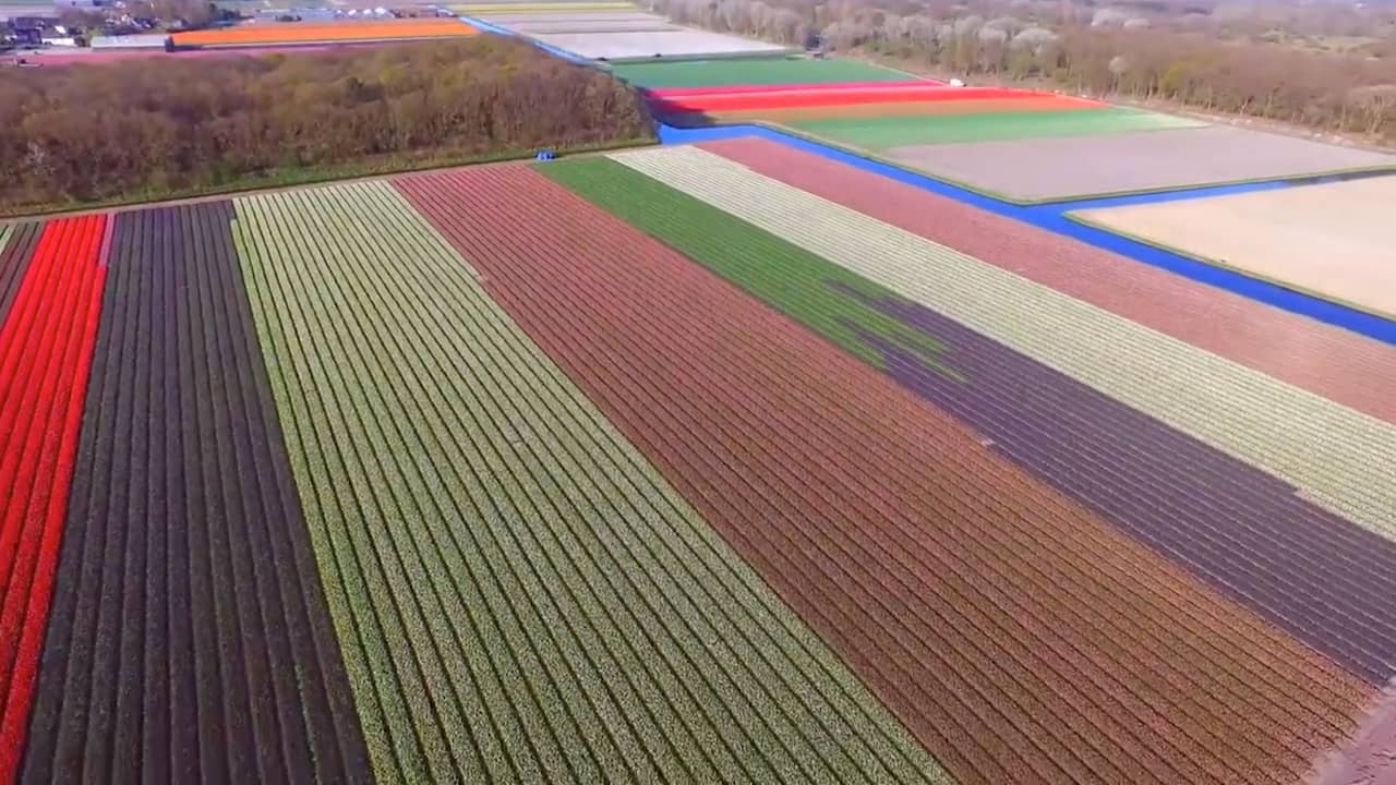 Dronevlucht boven Keukenhof geeft prachtige beelden