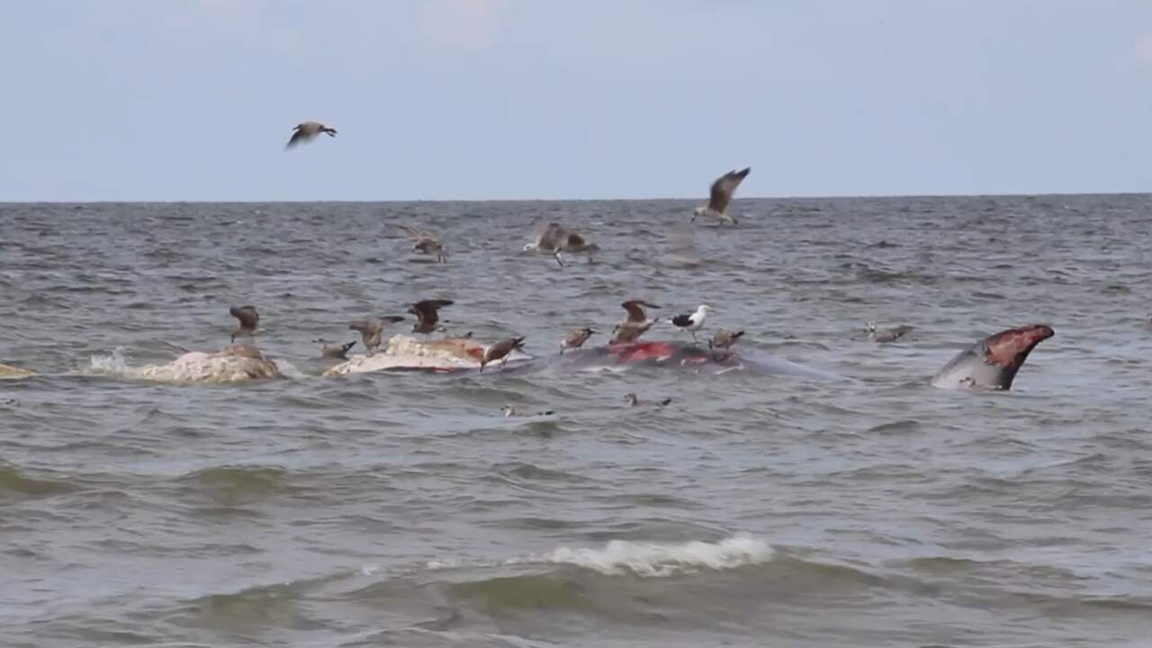 Beeld uit video: Meeuwen doen zich tegoed aan walviskarkas in Ter Heijde