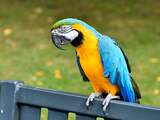 Beroemde papegaai Charlie uit Kraayenstein is weer thuis