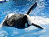 SeaWorld stopt met fokprogramma voor orka's 