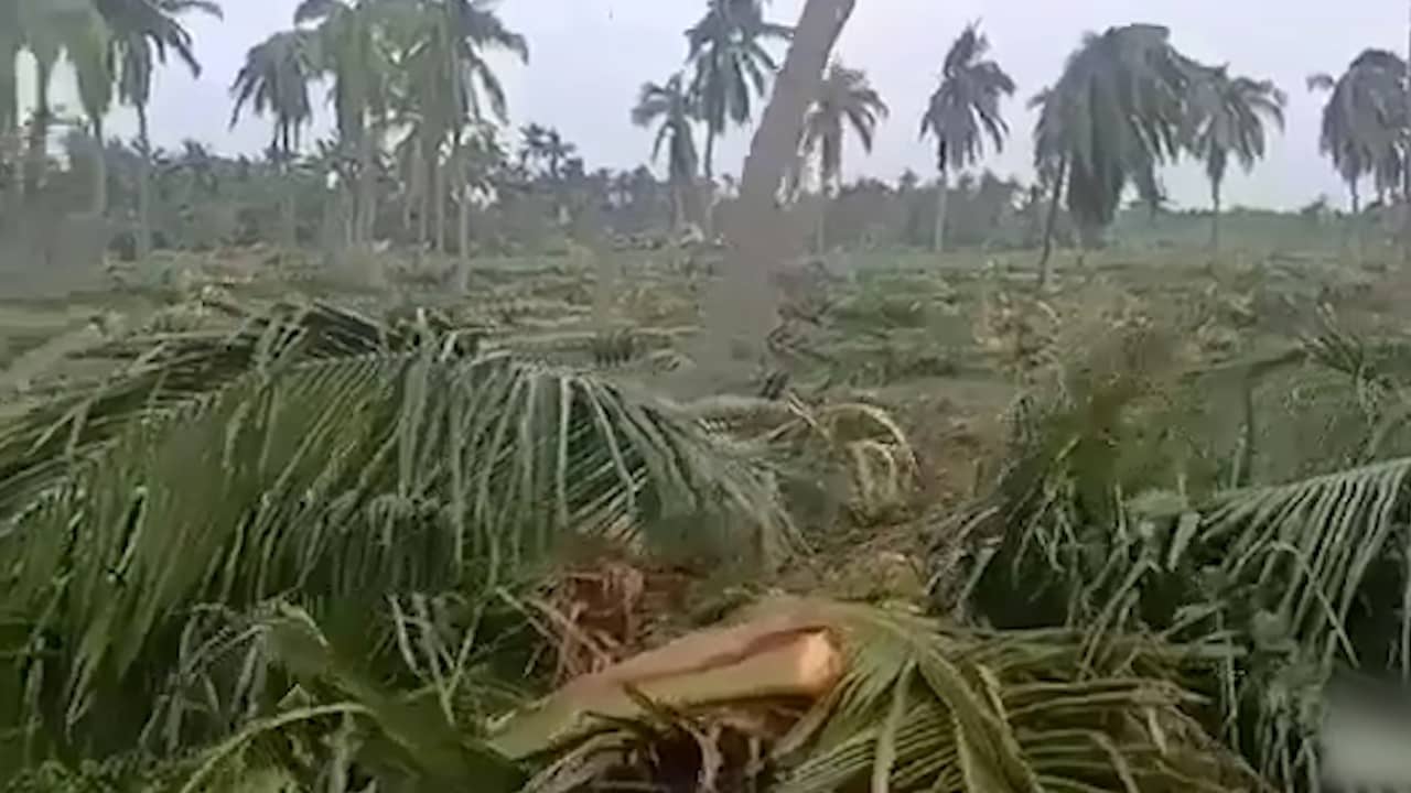 Beeld uit video: Honderdduizenden bomen ontworteld door cycloon India