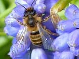 Meer bijen overleefden afgelopen winter in Nederland