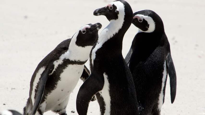 Pinguin