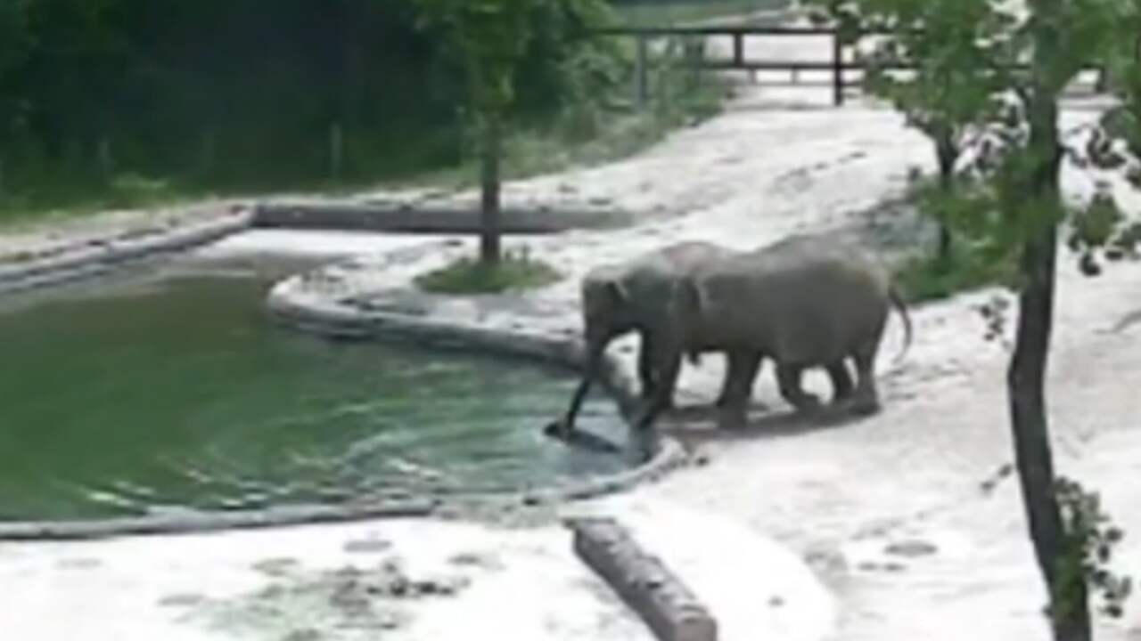 Olifanten werken samen om te water geraakt jong te helpen in China NU.nl