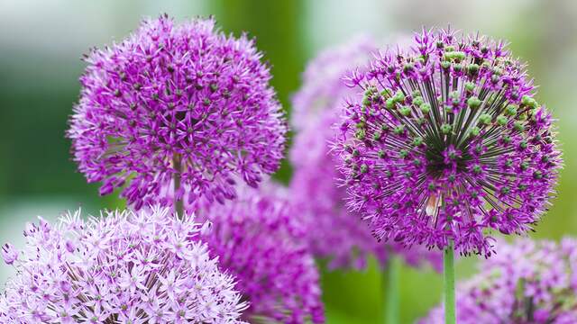 Sieruien (Allium) behoren tot de favorieten van Tom Groot.