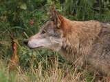 Handhavers patrouilleren extra in Brabant vanwege mogelijke jacht op wolf