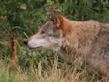 Te nieuwsgierige wolf doodgeschoten in Duitsland