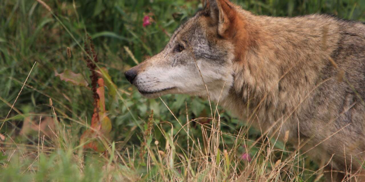 Steeds meer wolven in Duitsland