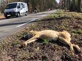 Natuurmonumenten weet het zeker: mensen stoorden doodgereden wolf