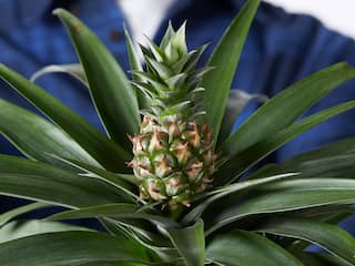 NUcheckt: Helpen ananasplanten tegen snurken?