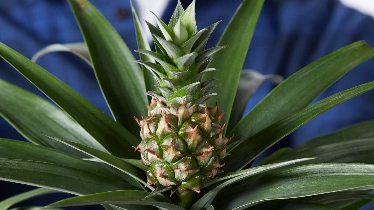 NUcheckt: Helpen ananasplanten tegen snurken? | NUcheckt