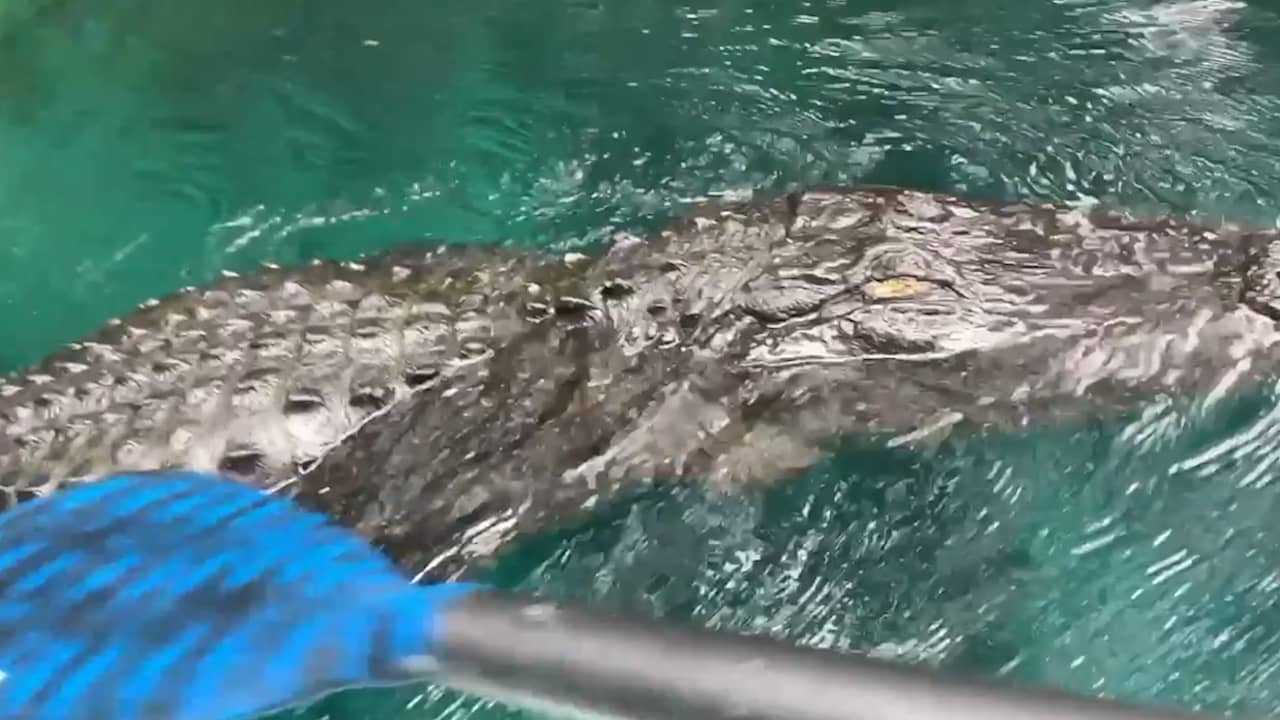 Beeld uit video: Alligator komt af op peddelsurfende vrouw in Florida