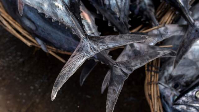 Tonijn: de meeste skipjack is gecertificeerd.