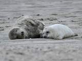 Pieterburen: Fotografen, blijf uit de buurt van zeehonden en hun pups
