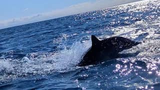 Nieuw-Zeelander filmt hoe jagende witte haai tegen kajak botst