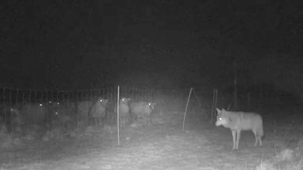 Beeld uit video: Elektrisch hek beschermt schapen tegen wolf op de Veluwe
