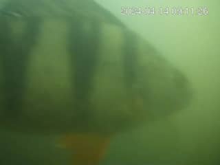 Visdeurbel bij de Weerdsluis populairder dan ooit: 150.000 keer ingedrukt