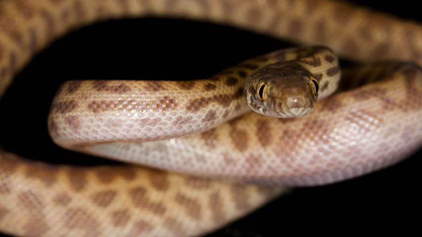 Schotse vrouw vindt slang in haar koffer na vakantie in Australië