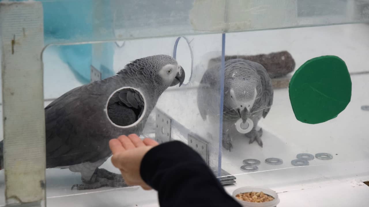 Beeld uit video: Papegaaien helpen elkaar om eten te krijgen