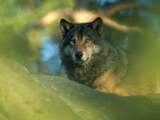 Gelderland sluit ernstig letsel voor wolf niet uit bij beschieten met paintballgeweer