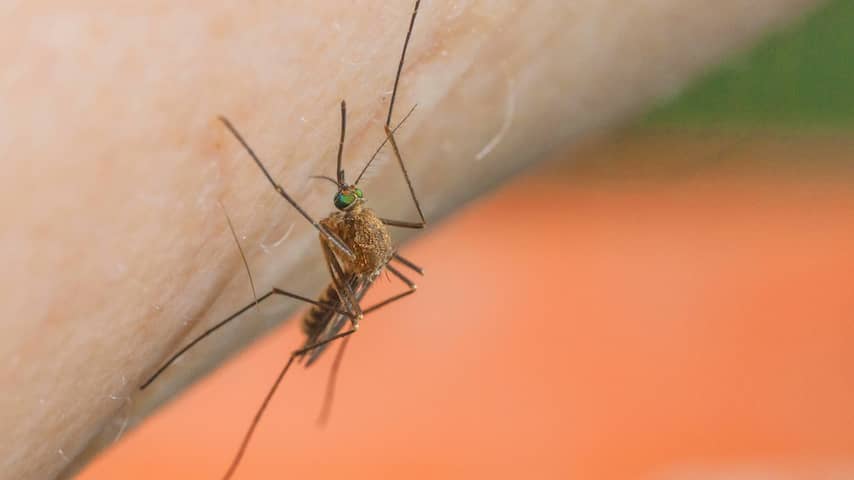 Wageningen University wil dat mensen doodgeslagen steekmuggen opsturen