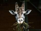 Twee giraffen omgekomen door bliksem in safaripark Florida