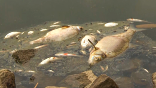 Groot mysterie rondom duizenden dode vissen in Duitse rivier