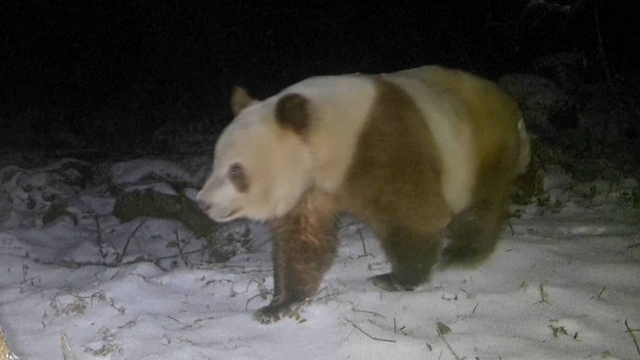 Beeld uit video: Wildcamera filmt extreem zeldzame bruine reuzenpanda in China